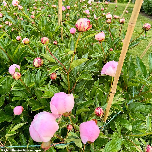 The peony garden has been a fixture of Ann Arbor for almost a century and draws thousands of visitors every year