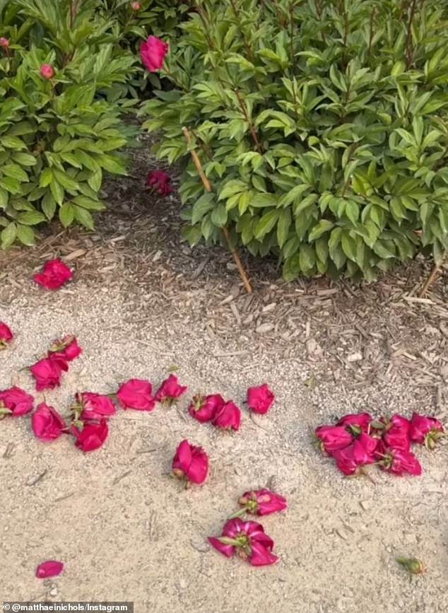 An estimated 250 plants were decapitated, with thousands of buds and blooms hacked off and strewn in the dirt