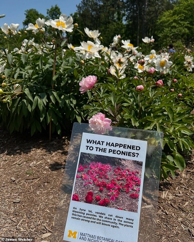 The attackers struck just as the garden was reaching its peak bloom, destroying thousands of flowers in what university officials have called an unprecedented act of destruction