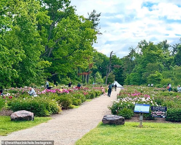 The W.E. Upjohn Peony Garden, located in the university's Nichols Arboretum is one of the nation's most celebrated gardens