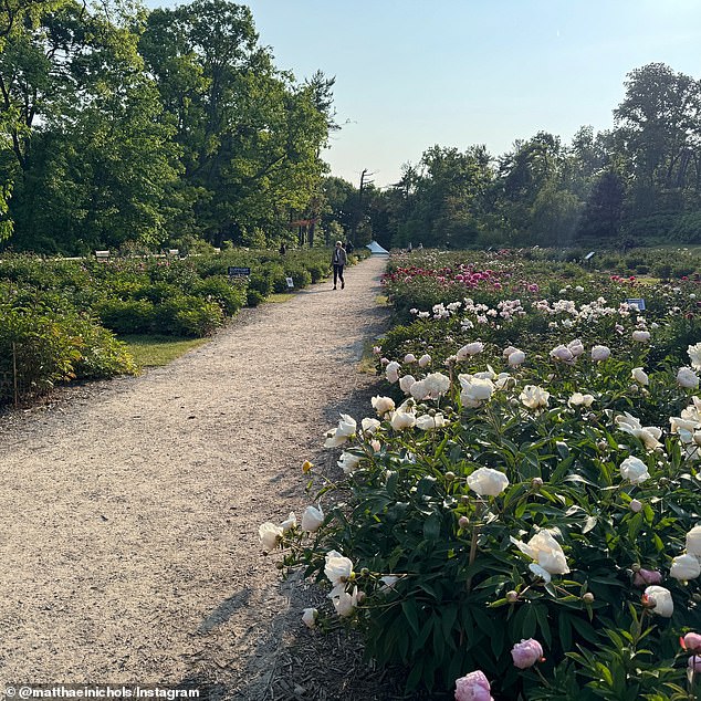 The peony garden has been a fixture of Ann Arbor for almost a century and draws thousands of visitors every year, particularly during its famed peak bloom which was beginning last week