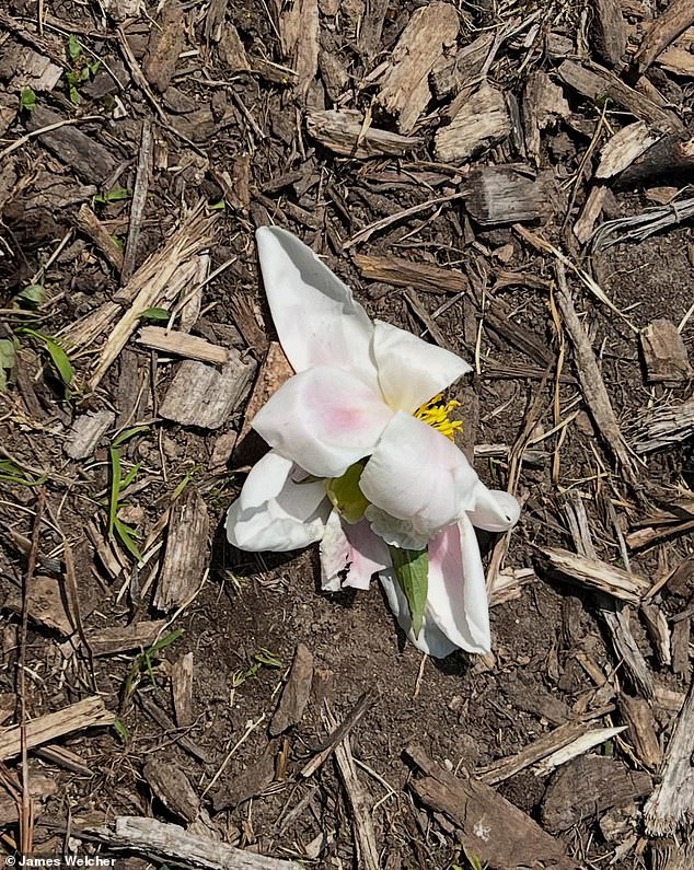 For now, the garden stands as both a crime scene and a somber memorial a reminder of how far some are willing to go in the name of protest
