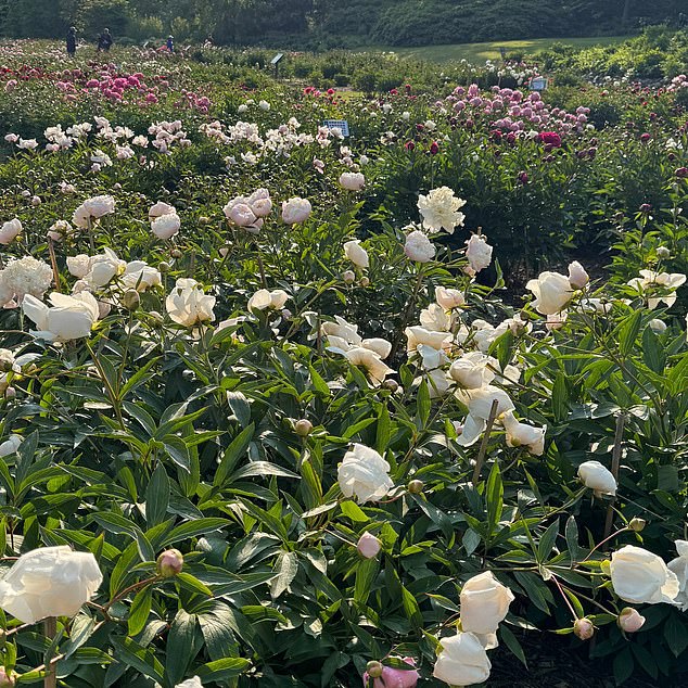 The garden had just been entering its peak bloom season with thousands of peonies flowering