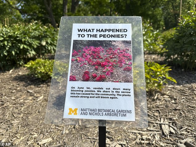A sign informs visitors that some of the peonies were vandalized the day before at Nichols Arboretum's W.E. Upjohn Peony Garden in Ann Arbor, Michigan
