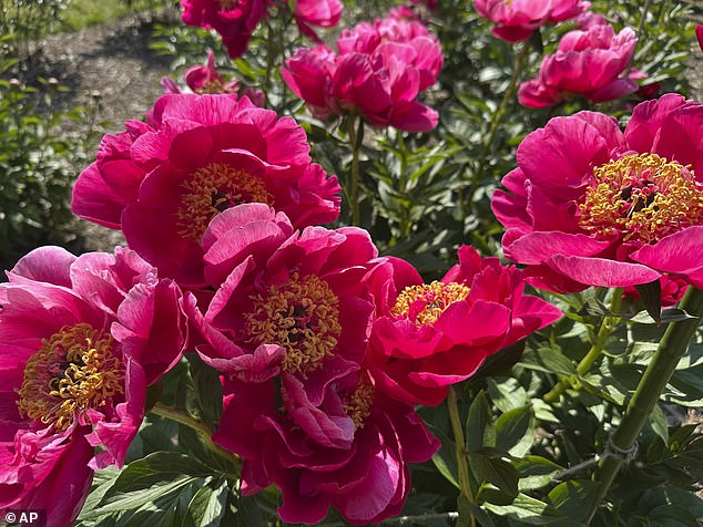 Peonies are on display at Nichols Arboretum's W.E. Upjohn Peony Garden on Monday