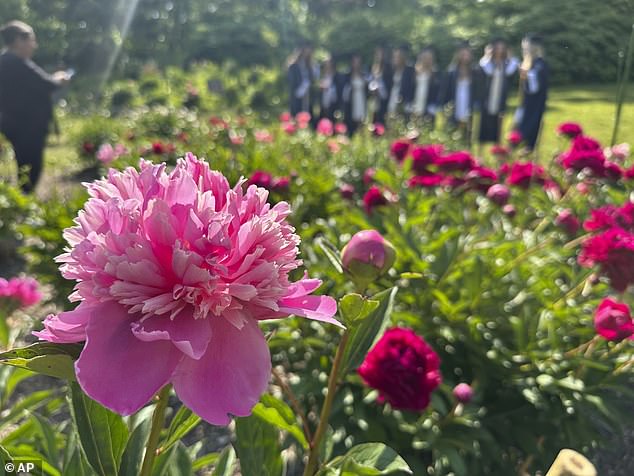 A peony is on display with soon-to-be high school graduates posing for photos in the distance