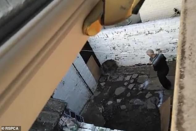 James Campbell, a 50-year-old from Birkenhead, just outside Liverpool, was filmed chucking brocks and pans of water at 21-month-old dog Zeus