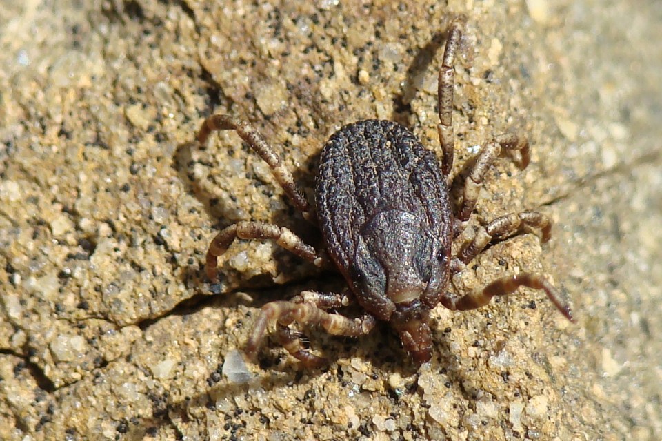 Close-up photograph of a tick on a rock.