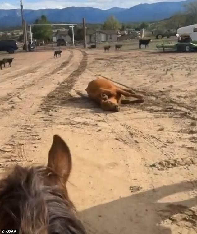 One of Higgs' cows is seen lying on the ground after having a seizure