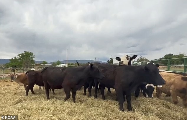 Higgs is interested in sending the cows for necropsy to get an even more thorough evaluation on what may have happened