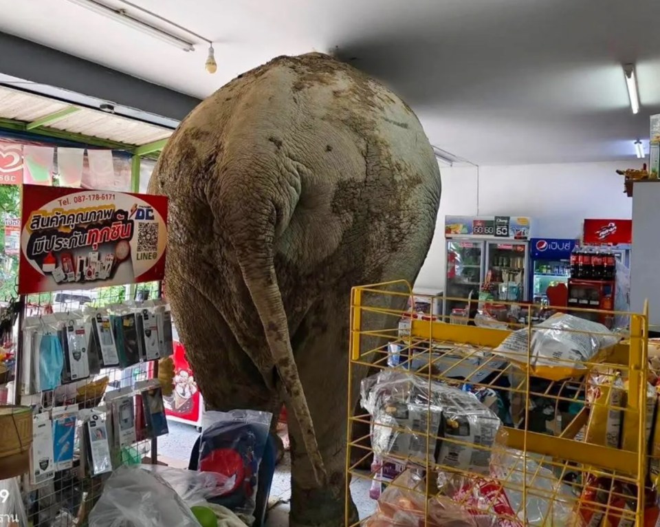 Elephant stuck in a supermarket.