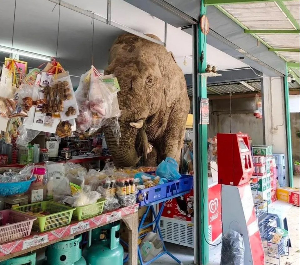 Elephant stuck in a small shop.