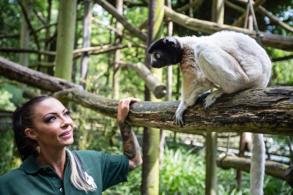 Woman interacting with a sifaka lemur.