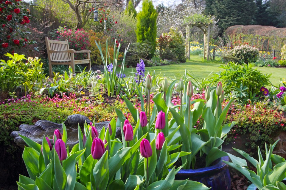 Springtime English garden with tulips, hyacinths, and other flowers.