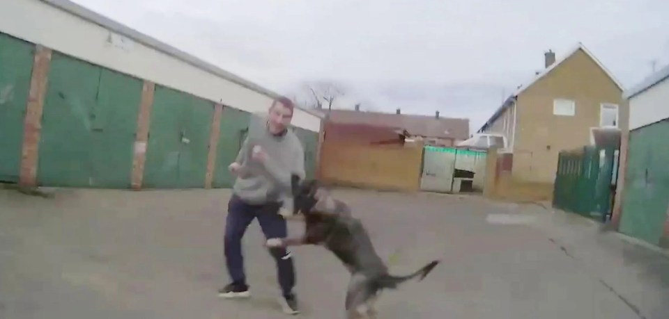 Police dog biting a man during an arrest.