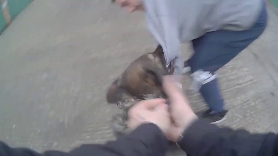 Police dog biting a suspect.