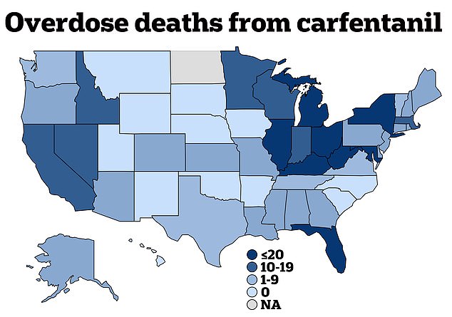 The above map shows states that have detected overdose deaths from carfentanil, which is 100 times deadlier than fentanyl