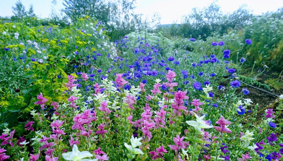 Flower garden with blue cornflowers and pink, white, and purple salvia.