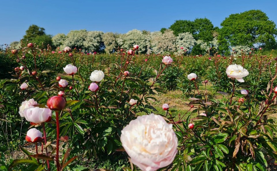 Field of blooming peonies.
