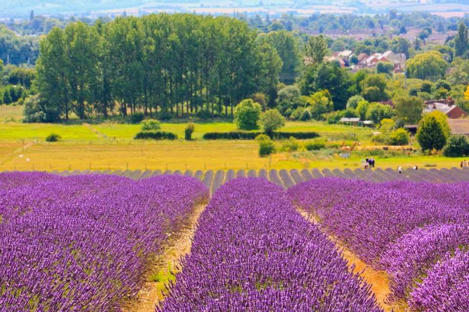 Rows of lavender in a field.