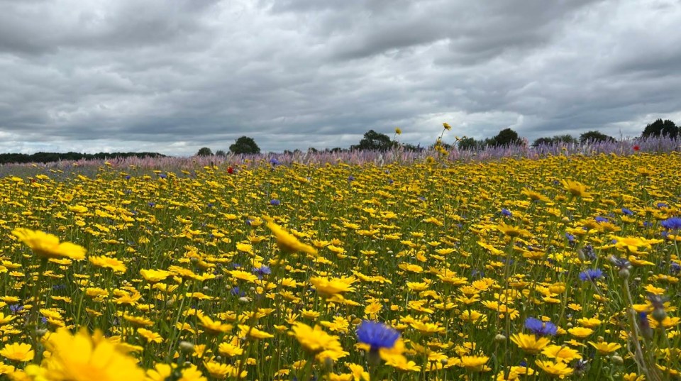 Field of yellow and blue wildflowers under a cloudy sky.