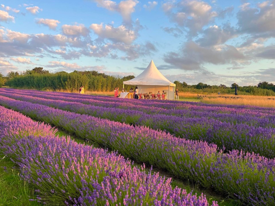 Lavender field with a white tent and people gathered inside.