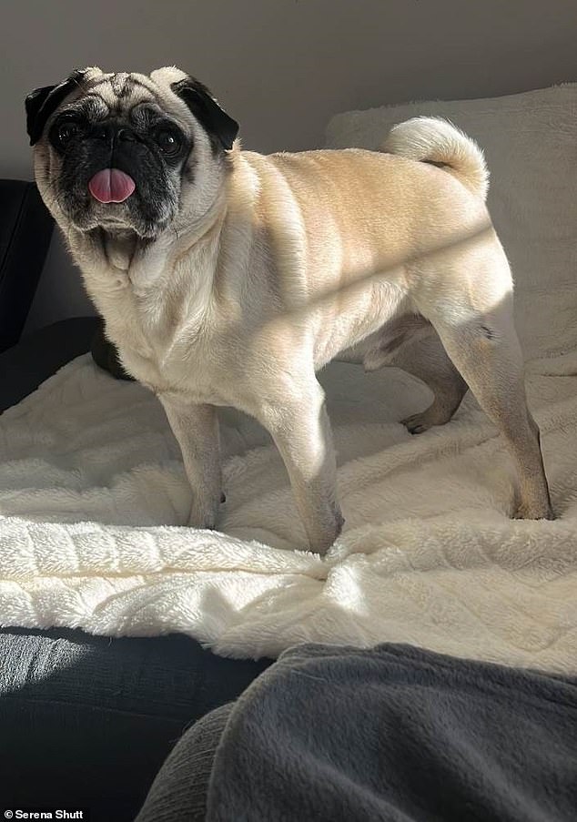 Ozzie's family is offering a reward for any information that could bring him back home