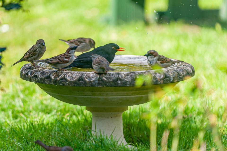 Blackbird and sparrows at a birdbath.