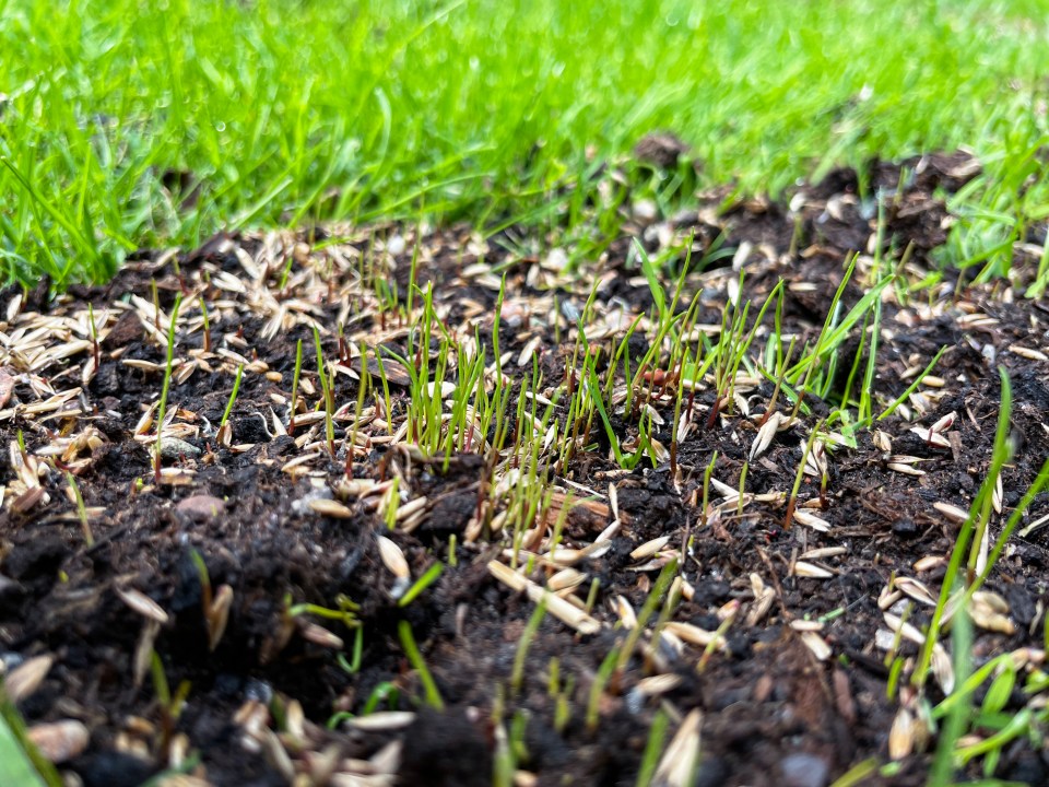 Close-up of newly sprouted grass seeds in muddy soil.