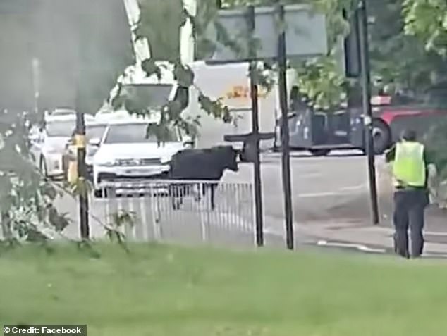 Locals have taken to social media to share footage of the bull with officers seen running after the loose animal.