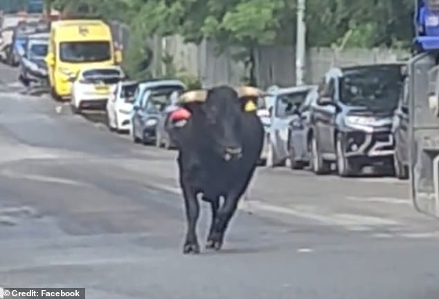 The bull can be seen charging down the pavement before running into the road