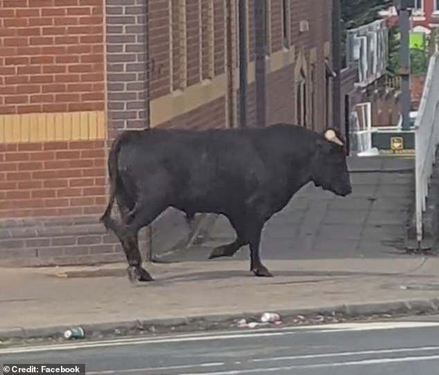 It is unclear where the bull escaped from