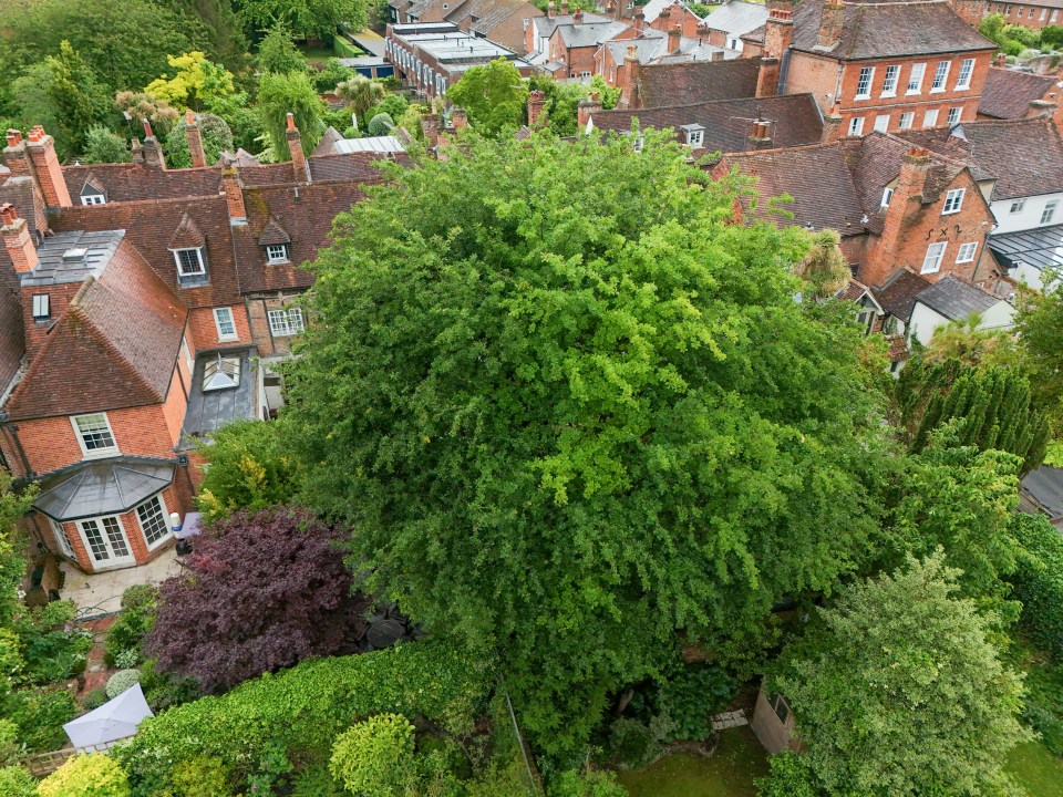 Aerial view of a large tree in a garden behind terraced houses.