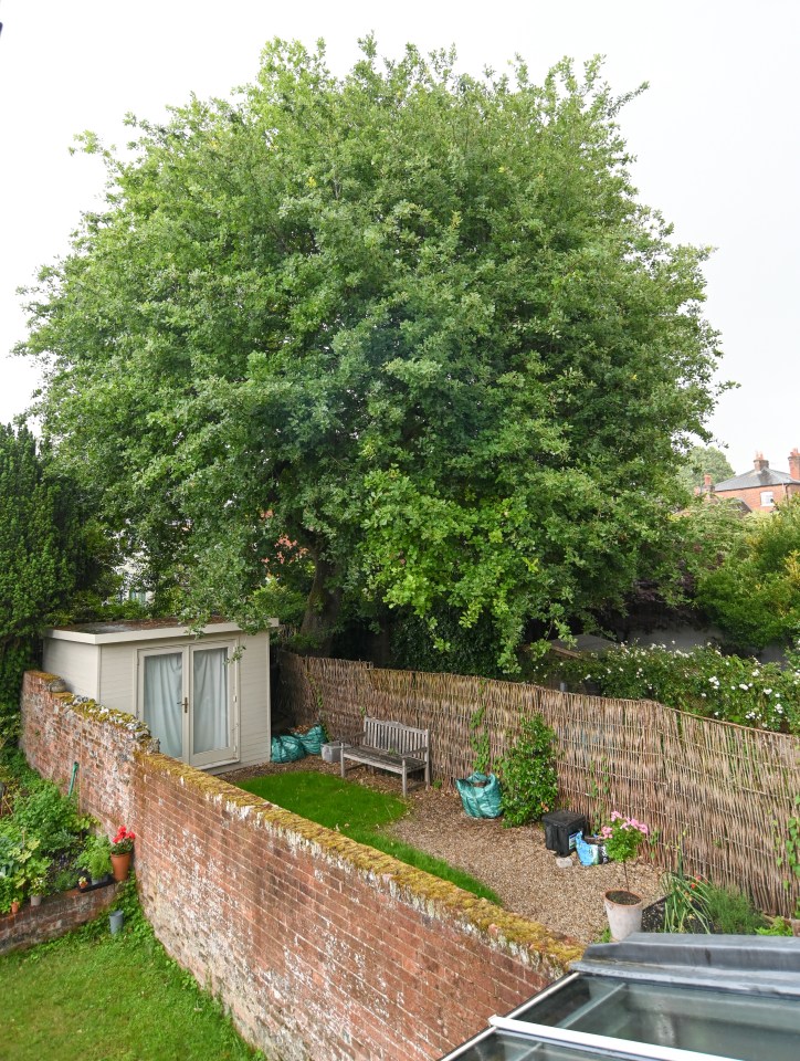 Large oak tree in a small garden next to a brick wall.