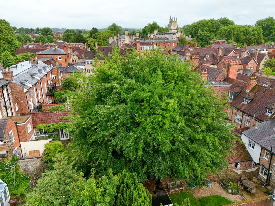 Aerial view of a large tree in a garden amongst terraced houses in Winchester.