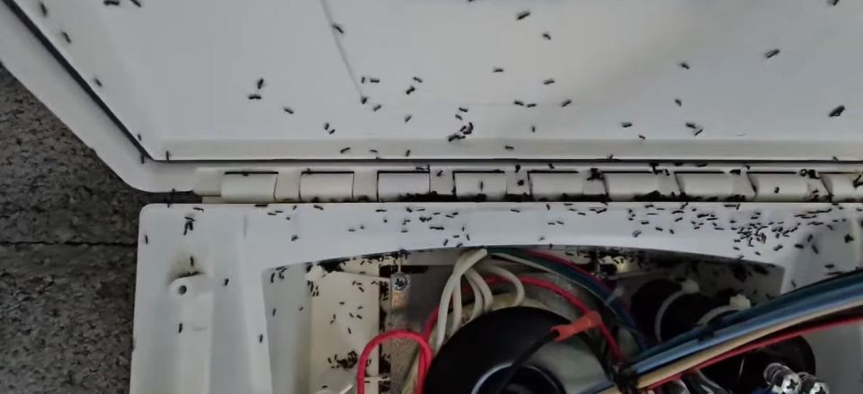 Many ants covering a white electrical box.