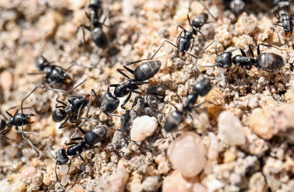 Close-up of several ants crawling on the ground.
