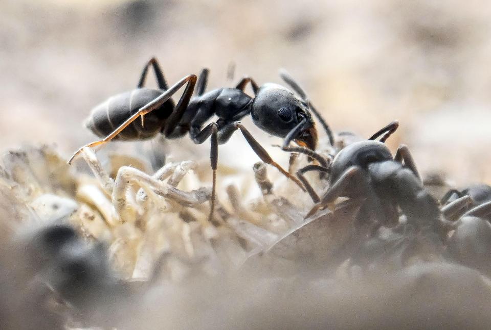 Close-up of ants crawling on a curb.