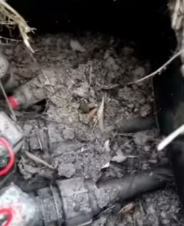 Tapinoma magnum ant nest.