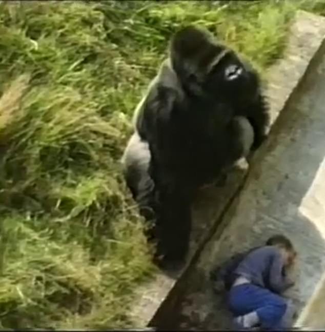 The 7ft tall 18 stone silverback peered over to look at Levan who lay motionless on the concrete