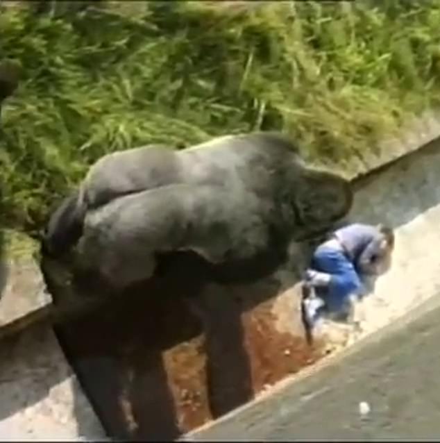 In incredible scenes, as Levan lay motionless, Jambo, the giant gorilla, slowly approached him. After stroking the boy's back, he stood guard between the boy and the other gorillas