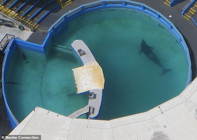 Plans to return Lolita to the wild had been in place but she tragically passed away before she could be freed