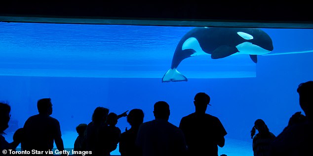 Pictured: Kiska is seen through the underwater viewing area in Friendship Cove Friday July 20, 2012