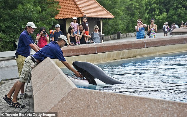 Pictured: Kiska is shown being fed in Friendship Cove at MarineLand