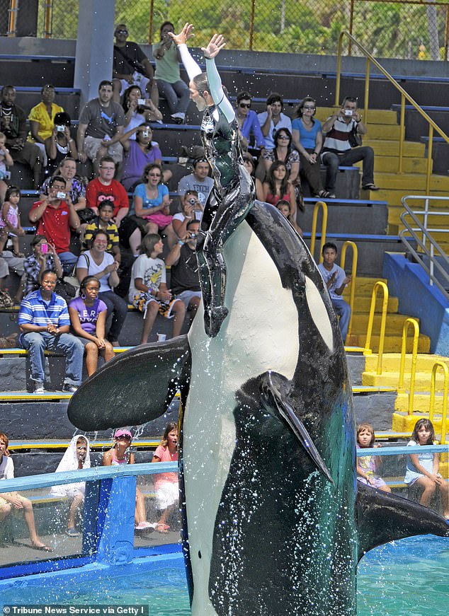 Experts and concerned individuals had long protested against Lolita's conditions in captivity, including the size of her 80-foot long and 35-foot wide tank at Miami Seaquarium. Pictured: Lolita pushes her trainer up into the air