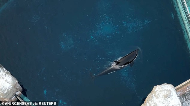 Activists were outraged by the footage and campaigned to release Kiska - but their efforts were unsucesful and she died in 2023 aged 47