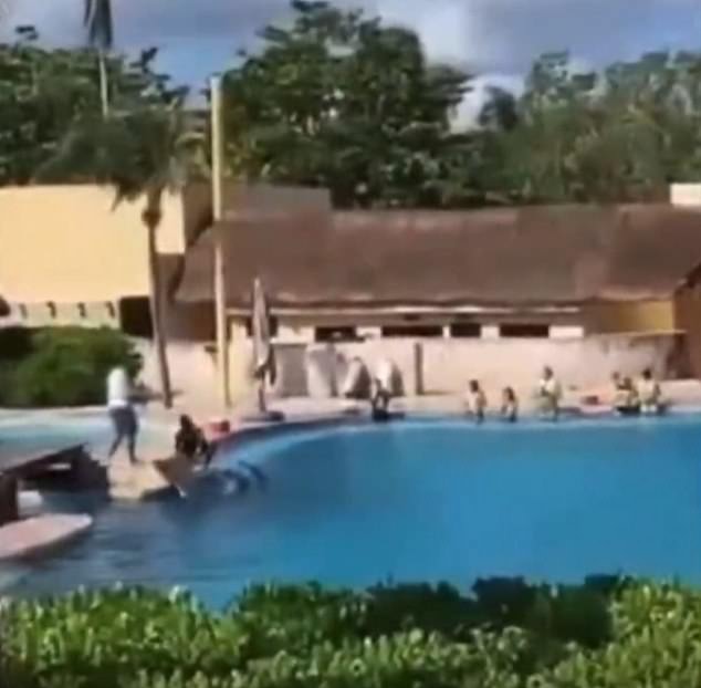 The dolphin appeared lifeless as it lied by the side of the pool, with a trainer rushing over to check on the marine mammal