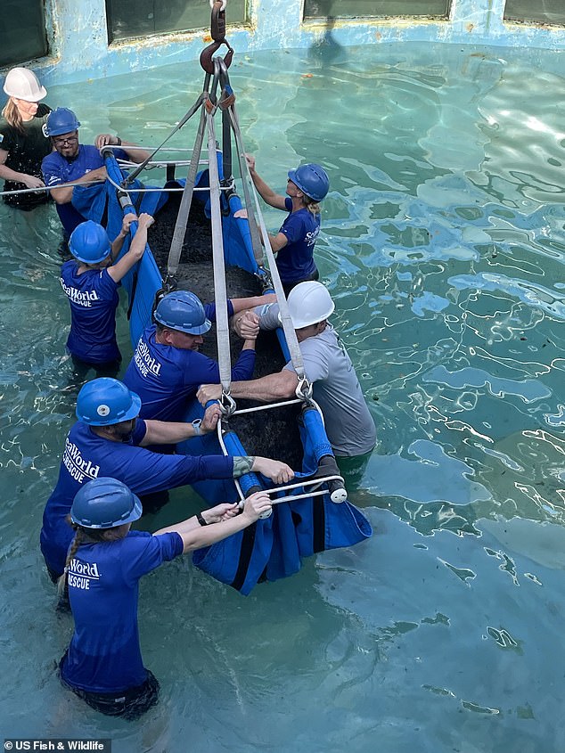 The clip went viral and led to more than 20,000 people signing a petition putting pressure on the Florida aquarium to release him. And, in December 2023, their wishes were granted and the gentle giant was finally freed. Pictured: Romeo being transported