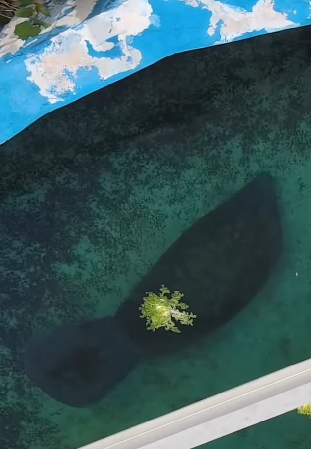 In 2023 drone footage exposed how a 69-year-old manatee named Romeo had been left to live out his twilight years alone in tiny 30ft concrete pool