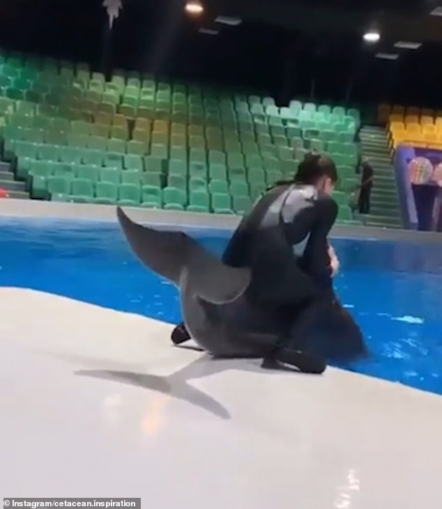 The footage, captured at the UAE tourist attraction in 2019, shows the female trainer sitting on a dolphin's back for around six seconds before it dives into a pool